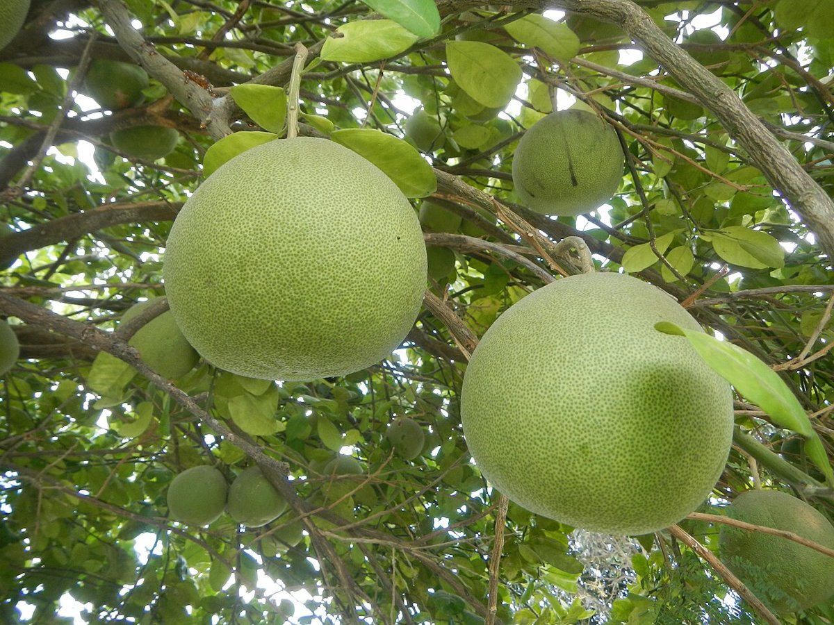 Cây bưởi (Citrus maxima)