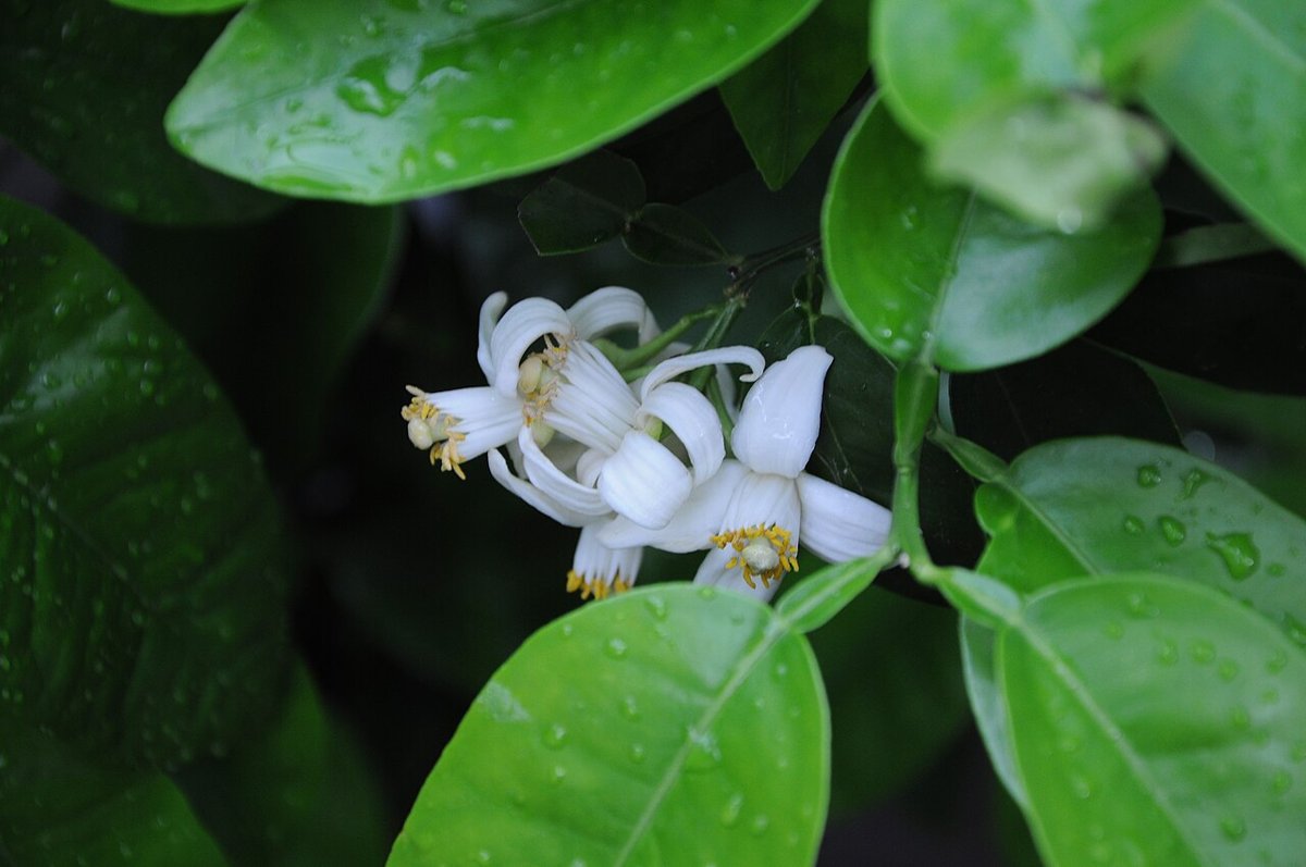 Cây bưởi chùm (Citrus × paradisi)