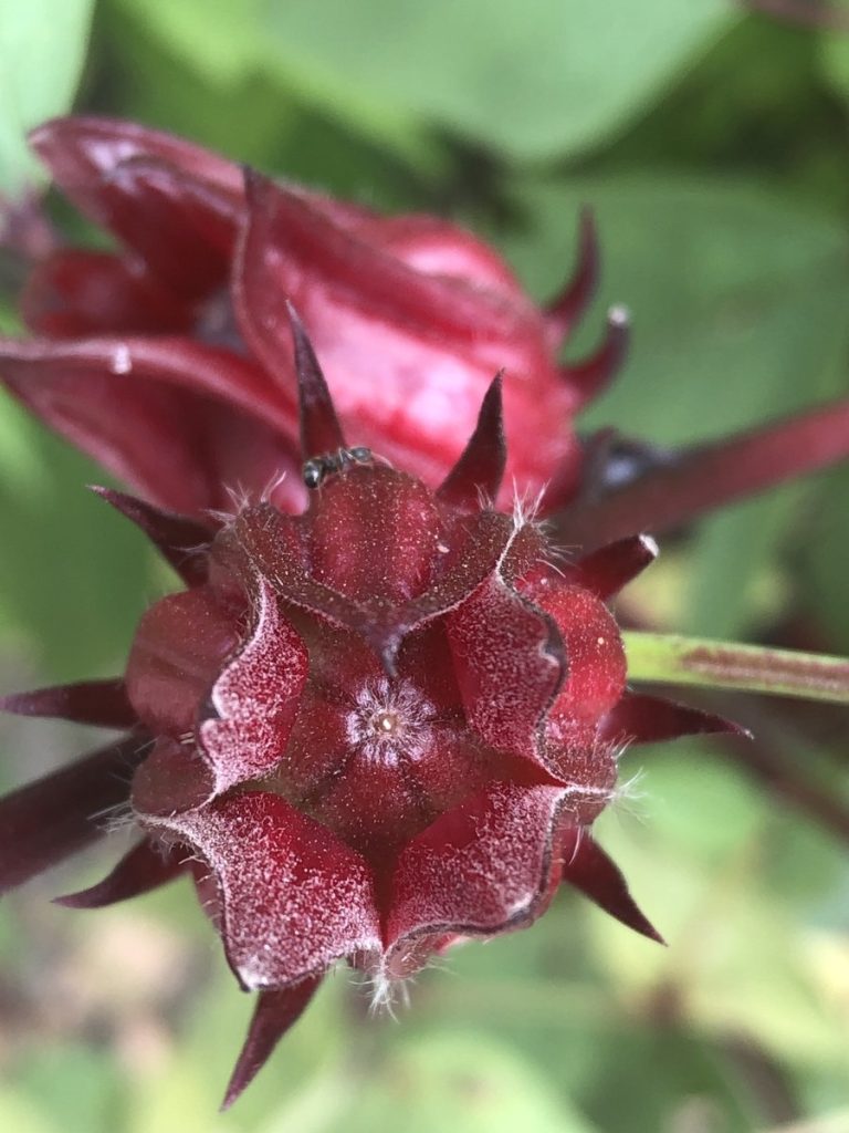 Cây bụp giấm (Hibiscus sabdariffa)