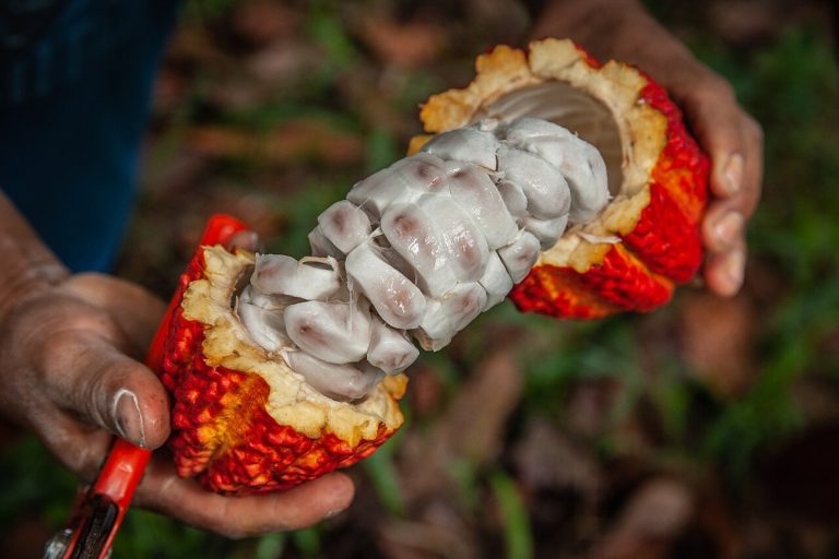 Cây ca cao (Theobroma cacao)