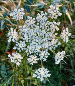 Cây cà rốt (Daucus carota)
