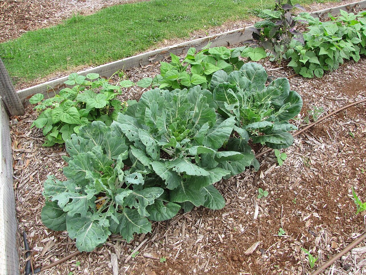 Brassica oleracea – cải bắp, súp lơ, bông cải xanh
