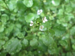 Cây cải xoong (Nasturtium officinale)