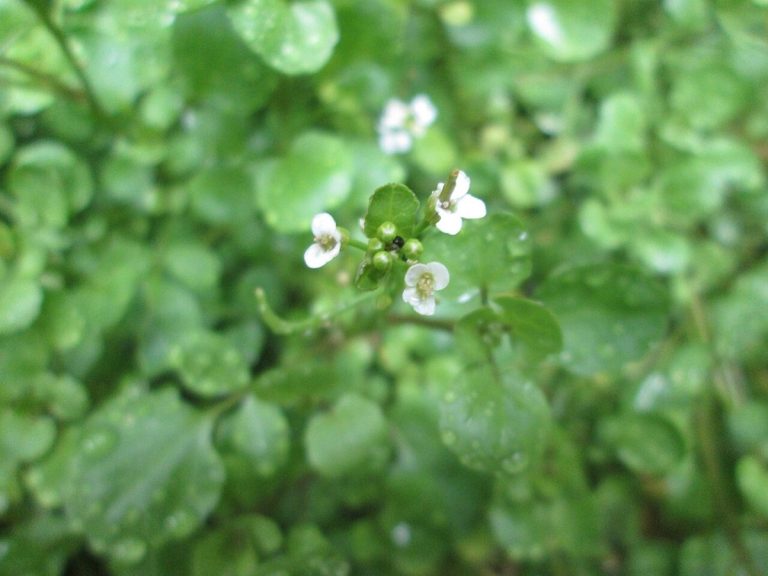 Cây cải xoong (Nasturtium officinale)