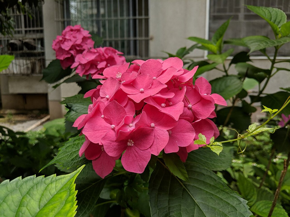 Cây cẩm tú cầu (Hydrangea macrophylla)