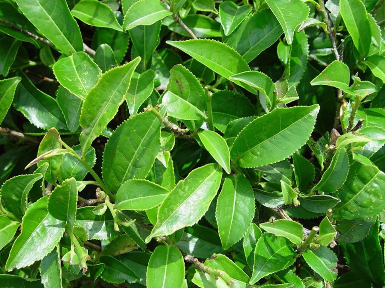 Cây trà xanh – Camellia sinensis, nguồn nguyên liệu chiết xuất