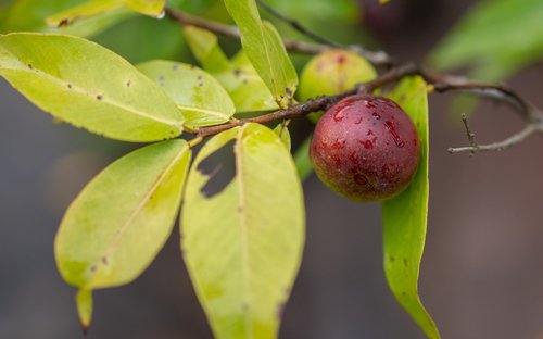 Cây camu camu (Myrciaria dubia)