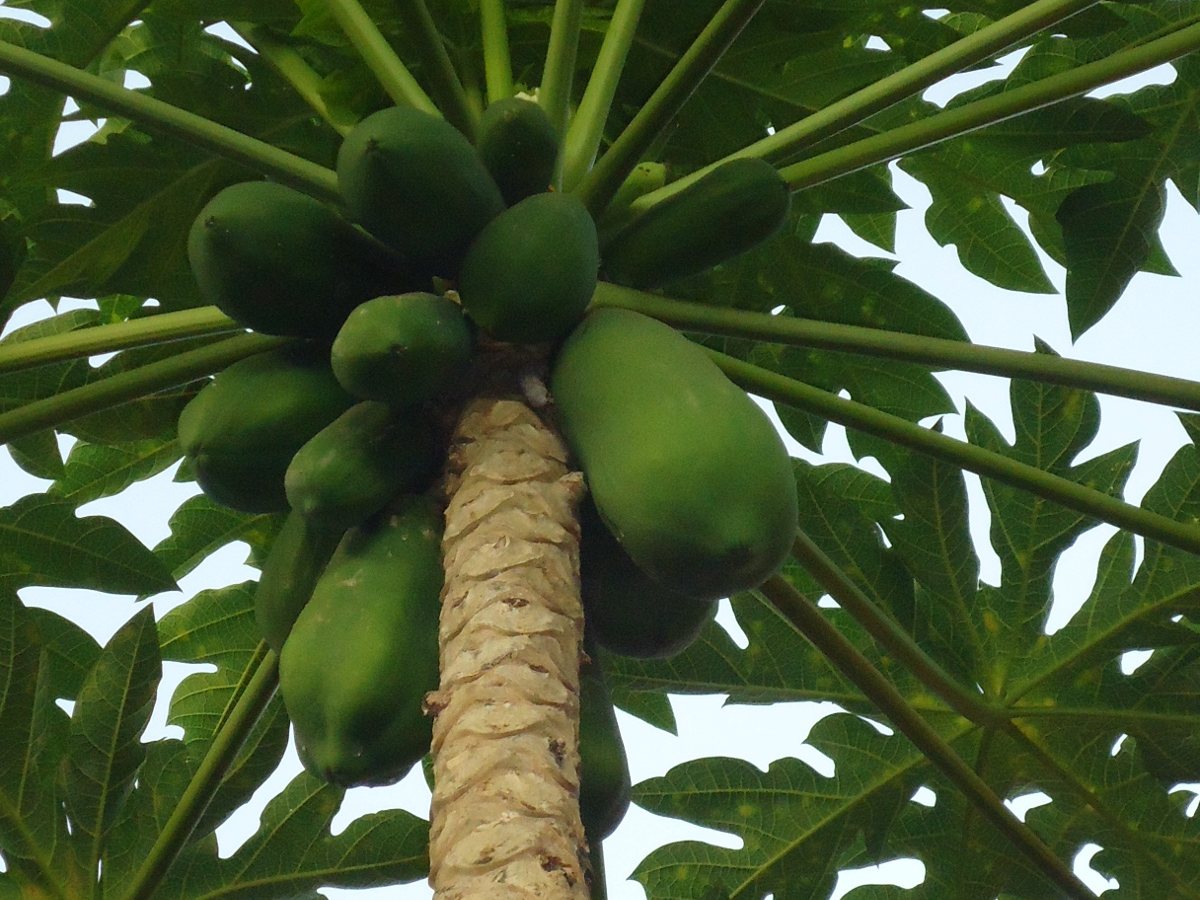 Cây đu đủ – Carica papaya, nguồn nguyên liệu chiết xuất