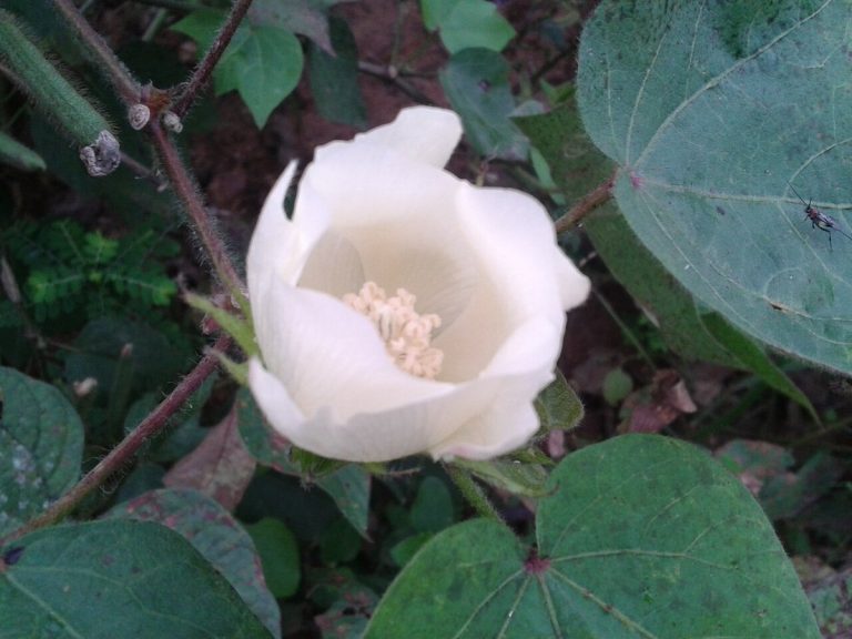 Cây cây bông (Gossypium herbaceum)