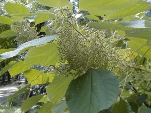 Cây cây gai (Boehmeria nivea)