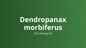 Cây cây hwangchil (Dendropanax morbiferus)