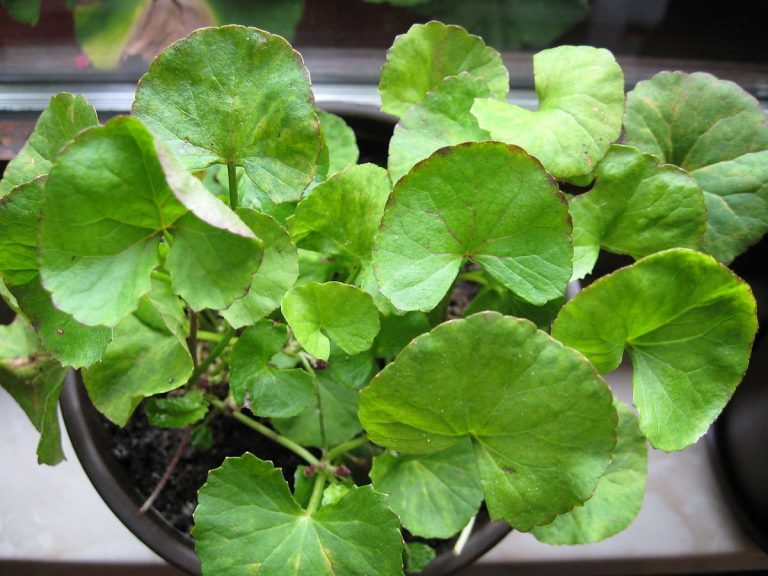 Cây rau má – Centella asiatica, nguồn nguyên liệu chiết xuất