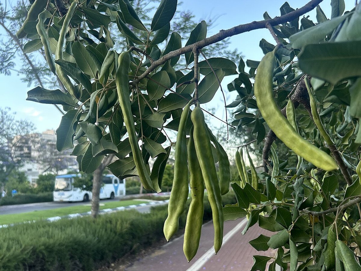 Cây carob, dạng bột) – Ceratonia siliqua, nguồn nguyên liệu chiết xuất