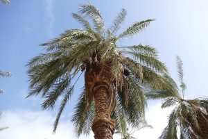 Cây chà là (Phoenix dactylifera)