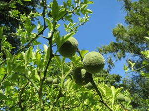Cây chanh ba lá (Citrus trifoliata)