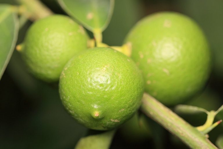 Cây chanh ta (Citrus × aurantiifolia)