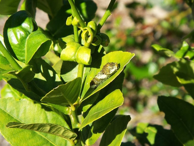 Cây chanh ta (Citrus × aurantiifolia)