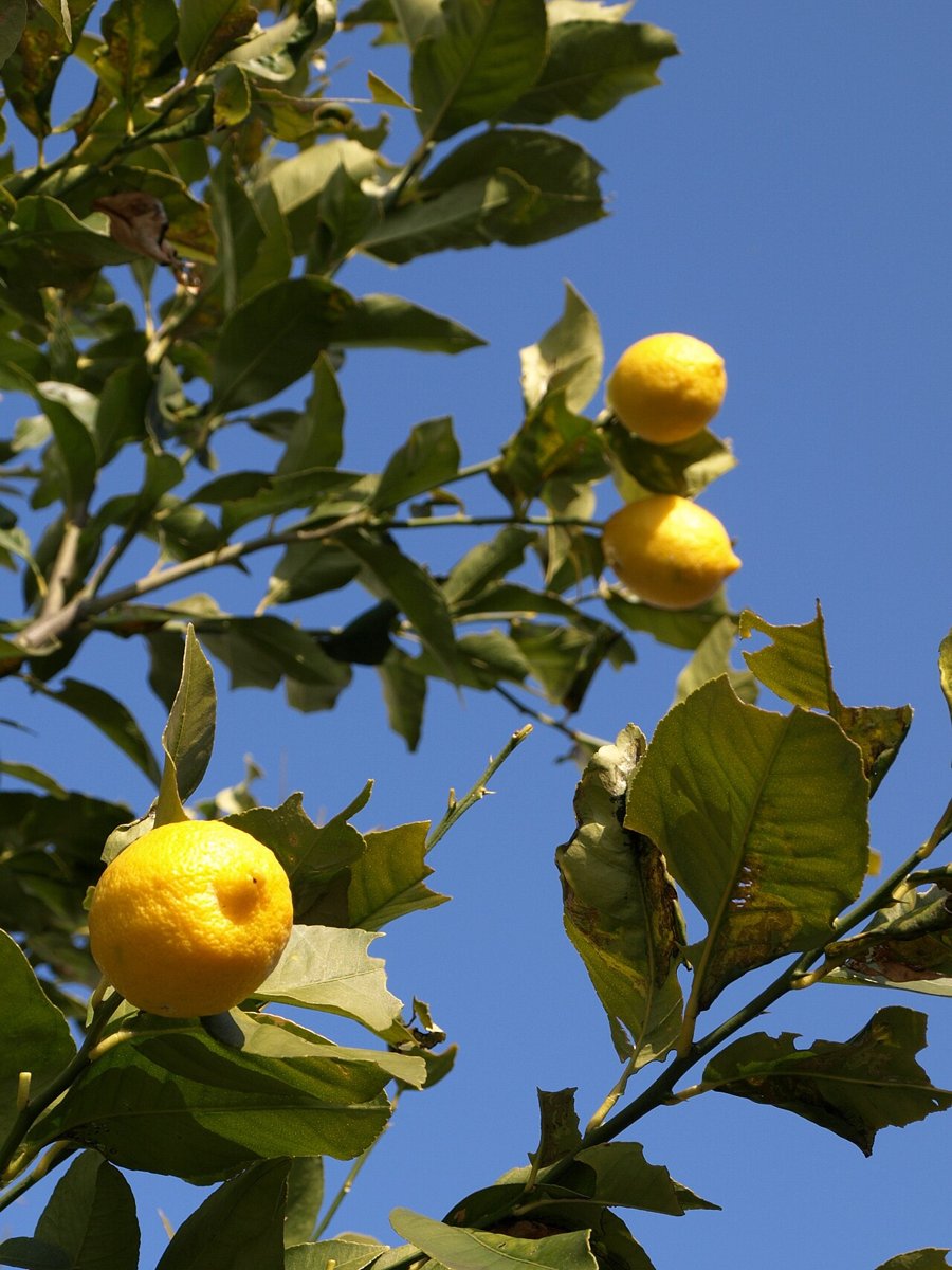 Cây chanh vàng (Citrus × limon)