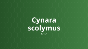 Cynara scolymus (Atiso) – Chiết xuất thực vật