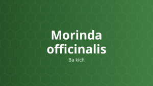 Morinda officinalis (Ba kích) – Chiết xuất thực vật