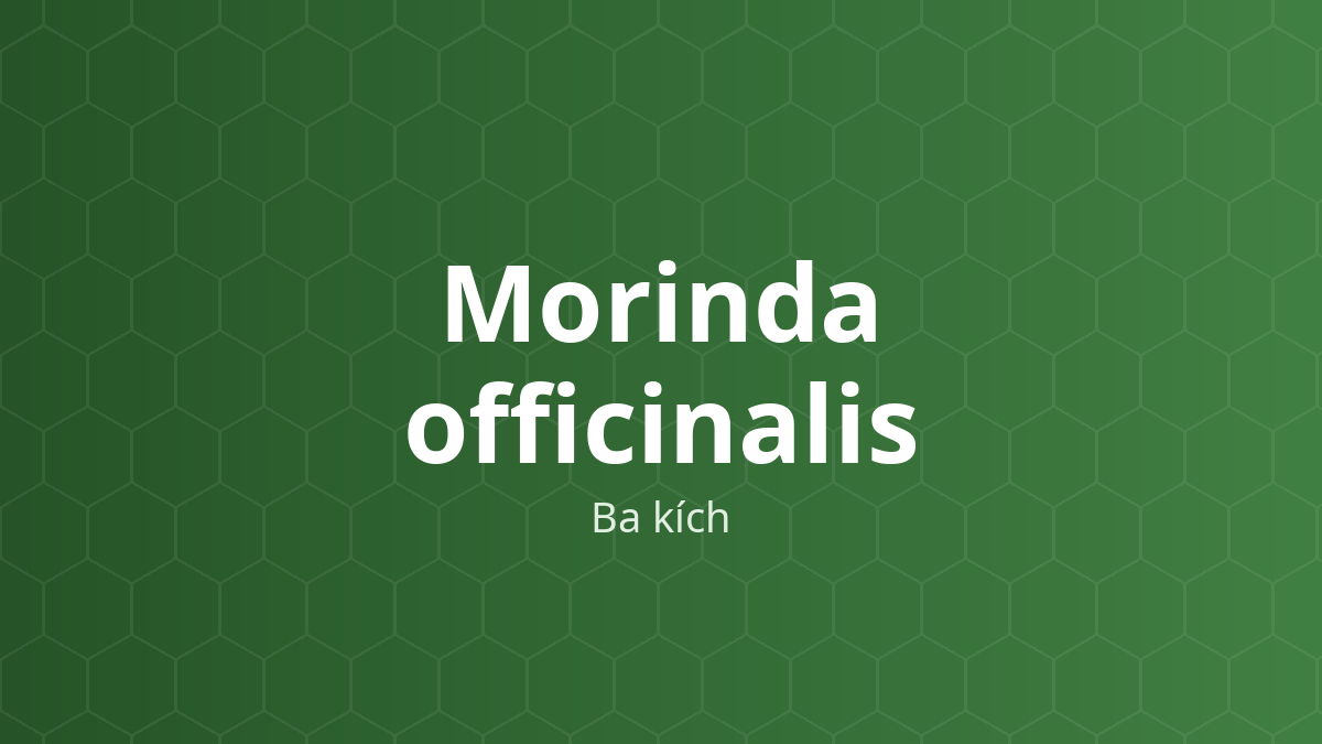 Morinda officinalis (Ba kích) – Chiết xuất thực vật