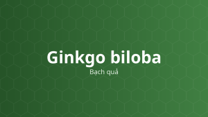 Ginkgo biloba (Bạch quả) – Chiết xuất thực vật