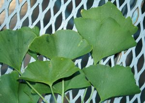 Cây bạch quả – Ginkgo biloba, nguồn nguyên liệu chiết xuất