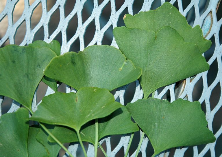 Cây bạch quả – Ginkgo biloba, nguồn nguyên liệu chiết xuất