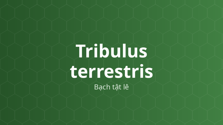Tribulus terrestris (Bạch tật lê) – Chiết xuất thực vật