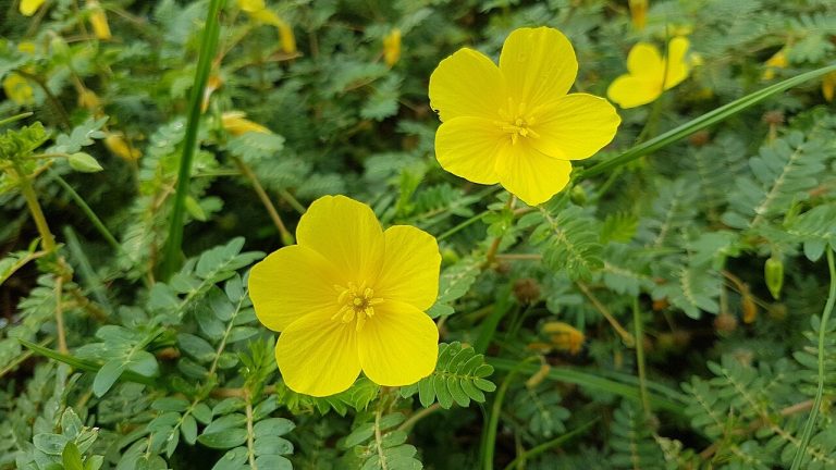 Cây bạch tật lê – Tribulus terrestris, nguồn nguyên liệu chiết xuất