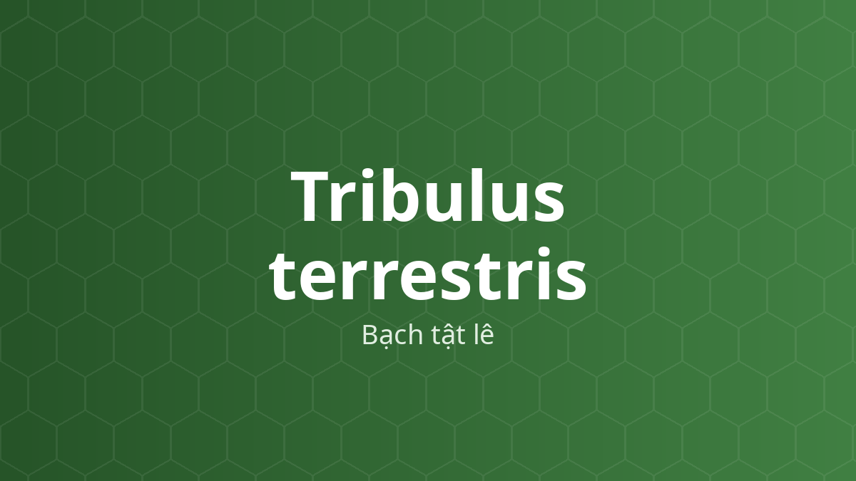 Tribulus terrestris (Bạch tật lê) – Chiết xuất thực vật