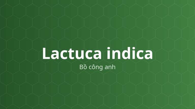Lactuca indica (Bồ công anh) – Chiết xuất thực vật