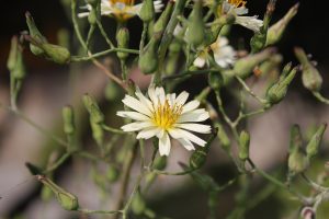 Cây bồ công anh – Lactuca indica, nguồn nguyên liệu chiết xuất