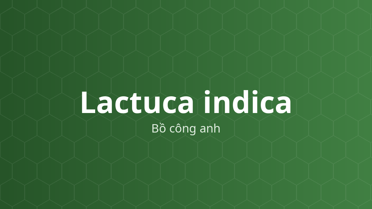 Lactuca indica (Bồ công anh) – Chiết xuất thực vật