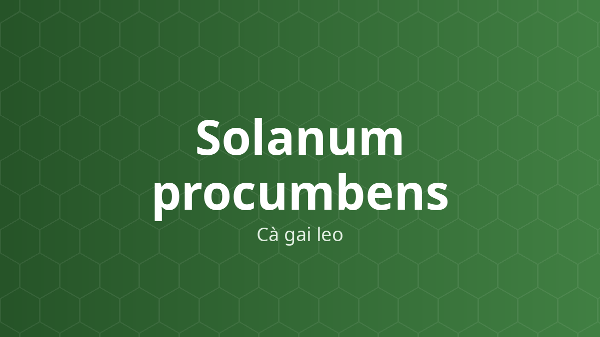 Solanum procumbens (Cà gai leo) – Chiết xuất thực vật