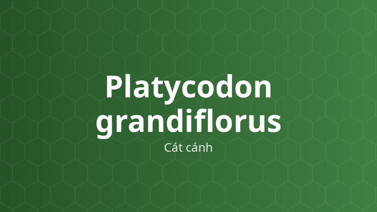 Platycodon grandiflorus (Cát cánh) – Chiết xuất thực vật