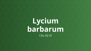 Lycium barbarum (Câu kỷ tử) – Chiết xuất thực vật