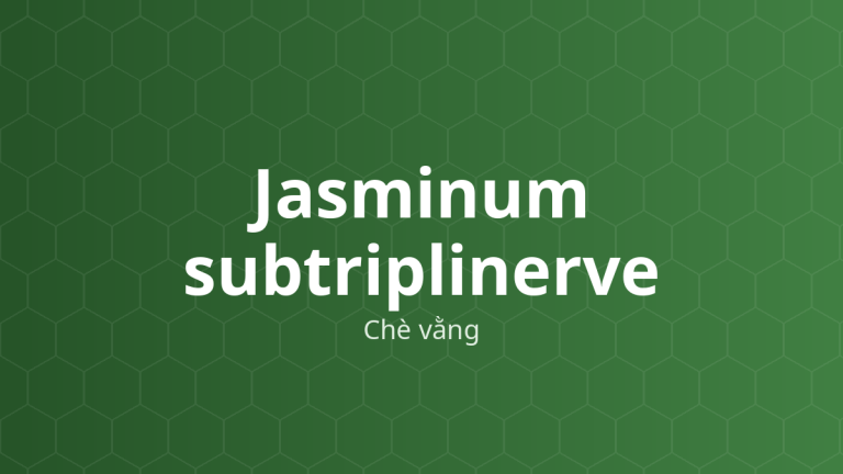 Jasminum subtriplinerve (Chè vằng) – Chiết xuất thực vật