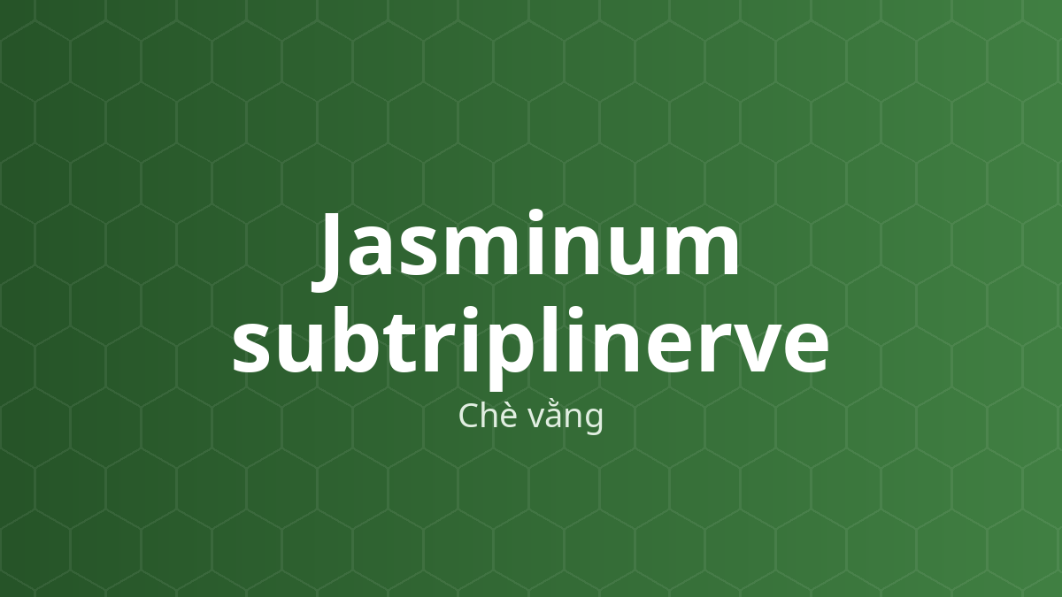 Jasminum subtriplinerve (Chè vằng) – Chiết xuất thực vật