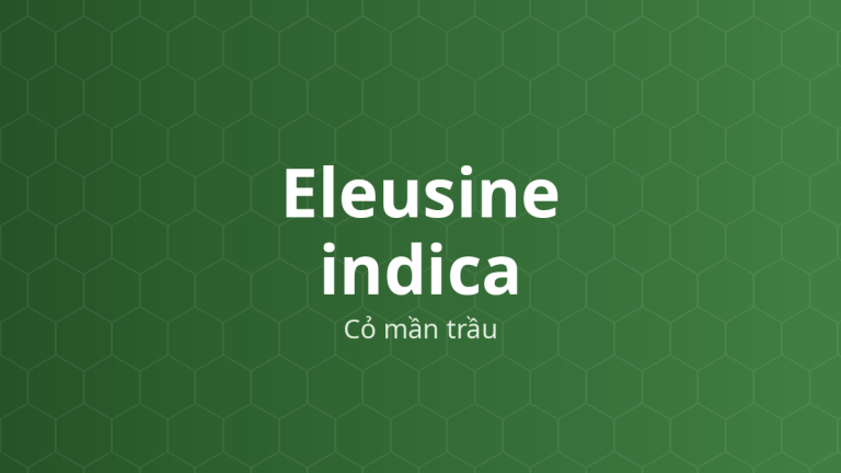 Eleusine indica (Cỏ mần trầu) – Chiết xuất thực vật