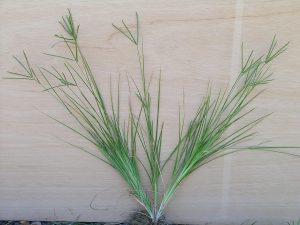 Cây cỏ mần trầu – Eleusine indica, nguồn nguyên liệu chiết xuất