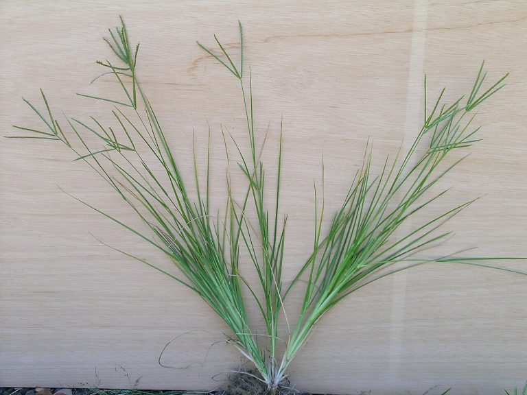 Cây cỏ mần trầu – Eleusine indica, nguồn nguyên liệu chiết xuất