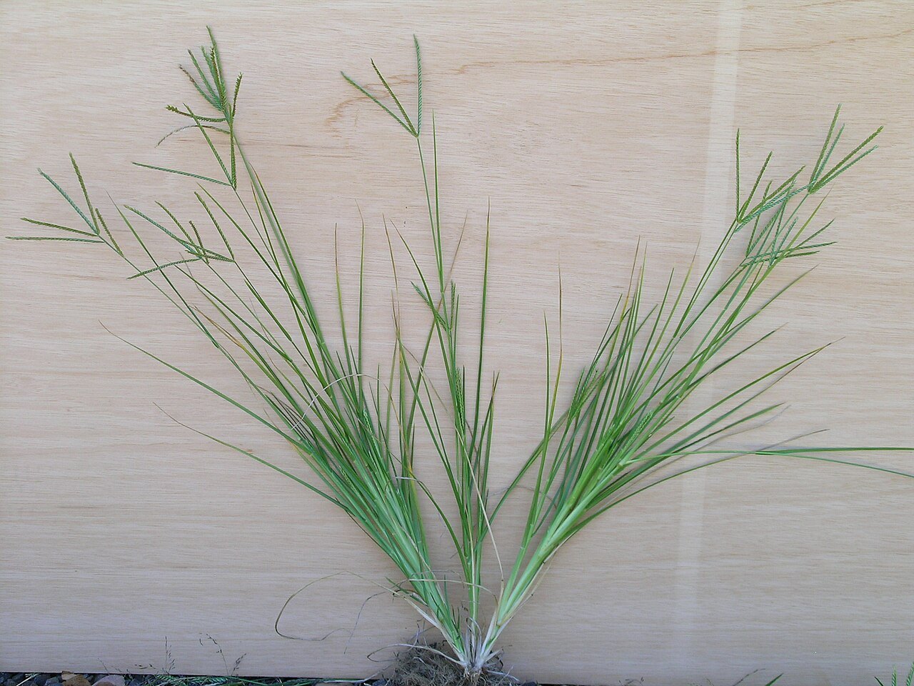 Cây cỏ mần trầu – Eleusine indica, nguồn nguyên liệu chiết xuất