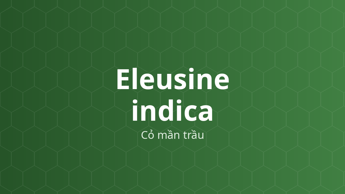 Eleusine indica (Cỏ mần trầu) – Chiết xuất thực vật