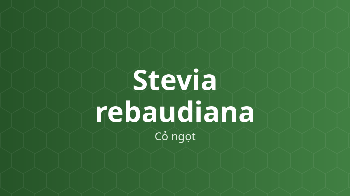 Stevia rebaudiana (Cỏ ngọt) – Chiết xuất thực vật