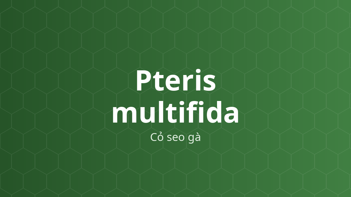 Pteris multifida (Cỏ seo gà) – Chiết xuất thực vật