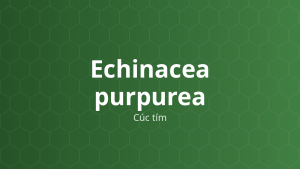Echinacea purpurea (Cúc tím) – Chiết xuất thực vật