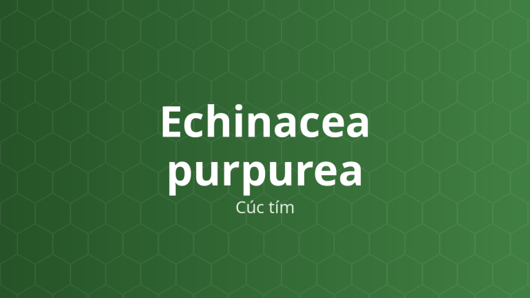 Echinacea purpurea (Cúc tím) – Chiết xuất thực vật