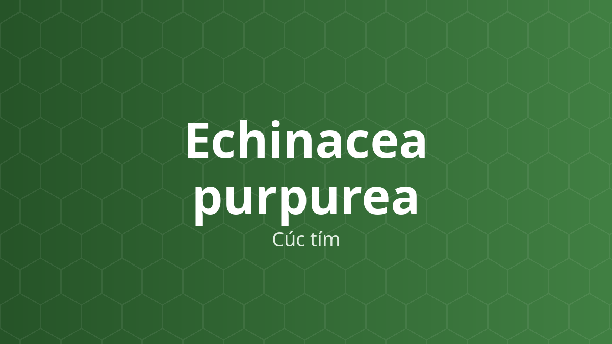 Echinacea purpurea (Cúc tím) – Chiết xuất thực vật