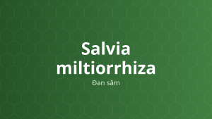 Salvia miltiorrhiza (Đan sâm) – Chiết xuất thực vật